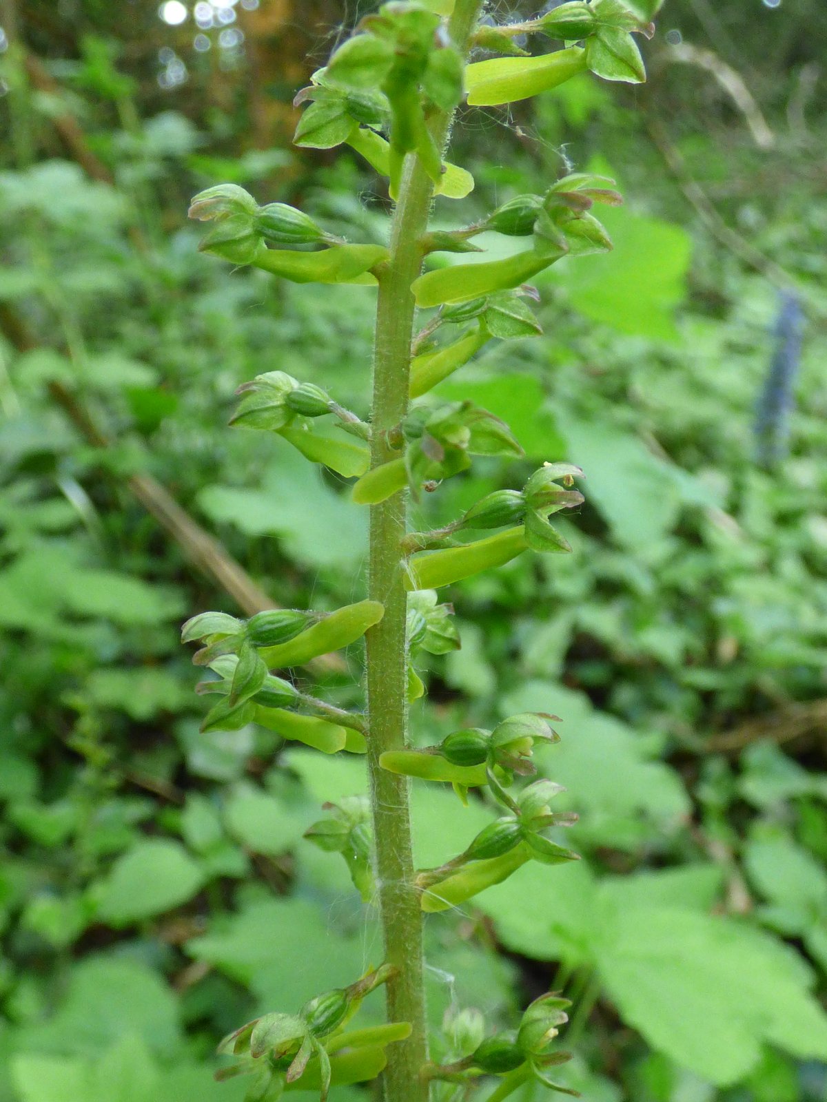 Listera ovata